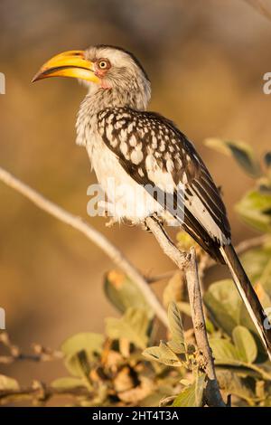 Hornbill orientale con fattura gialla (Tockus flavirostris), arroccato. Marsh Savute, Botswana Foto Stock