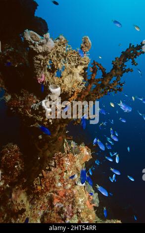 Corallo a tubo nero (Tubastraea micranthus), e pesce blu della barriera corallina. Truk Lagoon, Micronesia Foto Stock