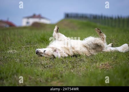 Felice Golden Retriever che rotola su erba fresca verde in primavera Foto Stock