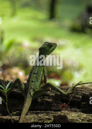 Primo piano di una lucertola di basilisk verde seduta su un tronco di albero su uno sfondo sfocato Foto Stock