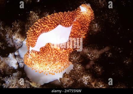 Cowry di uova di Costellate (Ovula costellata), simile nella forma al cowry comune di uovo, ma soltanto circa metà della relativa misura. Isole solitarie, nuovo Galles del Sud, Au Foto Stock