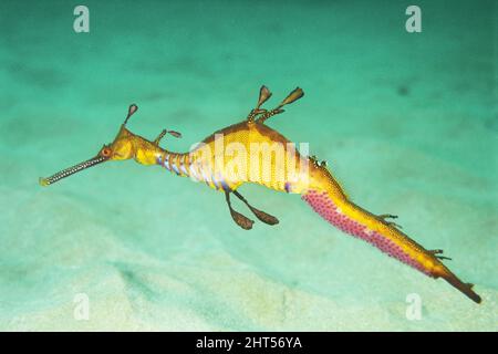 Weedy seadragon (Phyllopteryx taeniolatus), con le casse delle uova sulla coda. Jervis Bay, costa sud nuovo Galles del Sud, Australia Foto Stock