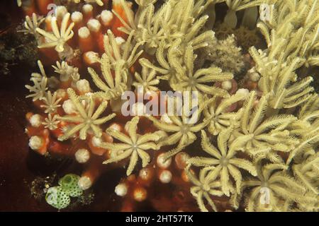 Corallo pipe d'organo (Tubipora musica) polipi floreali, Manado, Indonesia Foto Stock