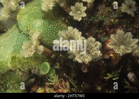Corallo pipe d'organo (Tubipora musica) polipi floreali, Manado, Indonesia Foto Stock