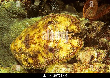 Aragosta scolpita (Parribacus antarcticus), fotografata di notte. Ambon, Indonesia Foto Stock