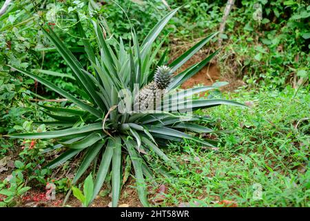 La frutta tropicale dell'ananas nel giardino domestico chiude, matura e pronta per essere raccolta dalla pianta. Foto Stock