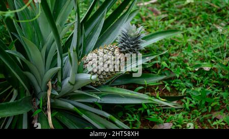 Ananas frutti tropicali primo piano, maturi e pronti per essere raccolti dalla pianta. Foto Stock