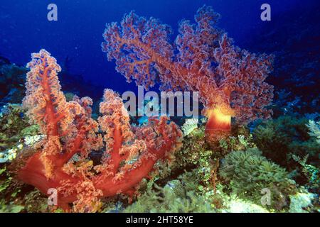 Gorgonian fan corallo (Sionogorgia sp.), può crescere a circa un metro attraverso. Coral Sea, Australia Foto Stock
