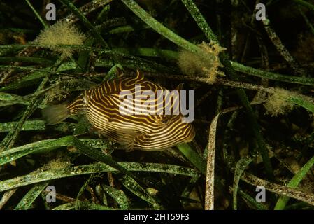 Il coffish di Shaw (Aracana aurita), nel letto di erba. Circa 20 cm di lunghezza. Nuovo Galles del Sud, Australia Foto Stock