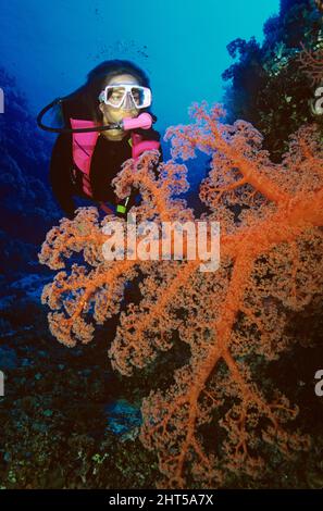 Corallo morbido (Dendronephthya sp.), avvicinato dal subacqueo. Il Mar dei Coralli è famoso per i suoi grandi e colorati esemplari di coralli molli che si trovano solo in profondità Foto Stock