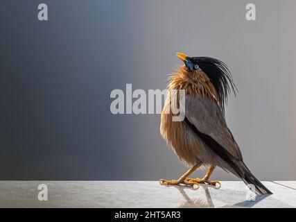 Bravamente stellato cantando presto al mattino Foto Stock