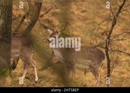 Daini europei (dama dama) che camminano nella foresta alla ricerca di erba Foto Stock