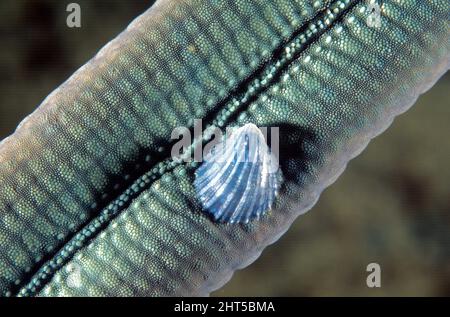 Una piccola bivalvola sul lato inferiore del braccio di una stella marina blu comune (Linckia laevigata). Papua Nuova Guinea Foto Stock