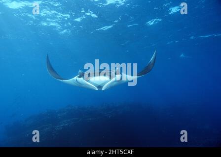 Manta gigante (Manta birostris), con pesce sucker o remore. Oceano Pacifico, costa occidentale del Messico Foto Stock