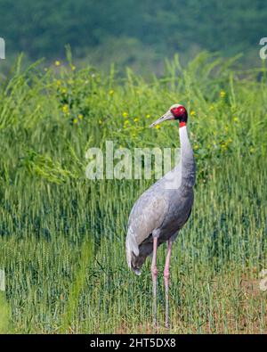 Gru Sarus in campo di grano 2 Foto Stock