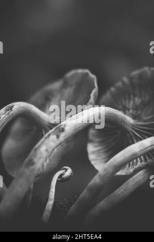 Scatto verticale in scala di grigi di funghi che crescono in natura Foto Stock