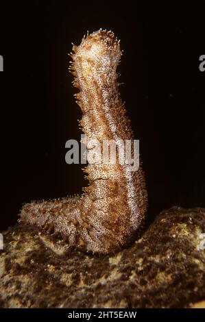 Cetriolo di mare con macchie nere Pearsonothuria graeffei si alza sulla coda, preparandosi a riprodursi. Indonesia Foto Stock