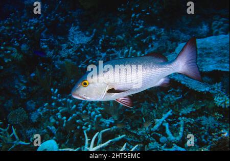 Bassi rossi (Snapper) (Lutjanus bohar) Grande barriera Corallina, Queensland, Australia Foto Stock