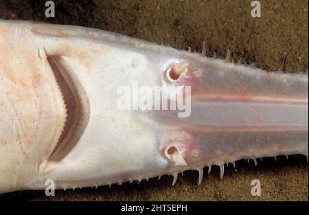 Squalo longnoso (Pristiophorus cirratus), bocca e narici. Nuovo Galles del Sud, Australia Foto Stock