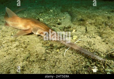Squalo longnosio (Pristiophorus cirratus) nuovo Galles del Sud, Australia, Oceano Indiano Orientale; Australia Meridionale Foto Stock