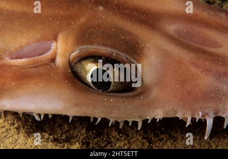 Squalo longnosio (Pristiophorus cirratus), che mostra denti rostali che si estendono oltre l'occhio. Nuovo Galles del Sud, Australia Foto Stock