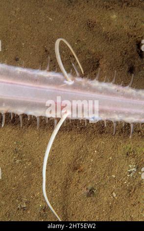 Squalo longnoso (Pristiophorus cirratus), denti e barbelli rostali. Nuovo Galles del Sud, Australia Foto Stock