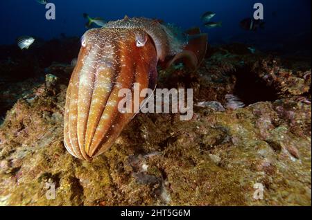 Seppie giganti australiane (Sepia apama), aggressive nei confronti del fotografo. Seppie più grandi del mondo, con il suo mantello occasionalmente reachi Foto Stock