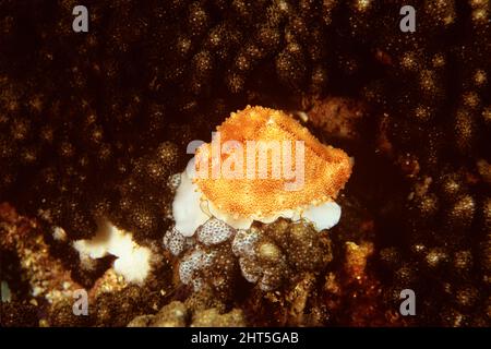 Cowry di uova di Costellate (Ovula costellata), che si nuota su corallo molle. Isole solitarie del Nord, nuovo Galles del Sud, Australia Foto Stock