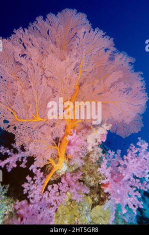 Corallo morbido (rosa) (Dendronephthya sp.), con un grande ventilatore gorgoniano. Entrambi gli animali prosperano in acque profonde e pulite dove le correnti sono forti. Austro occidentale Foto Stock