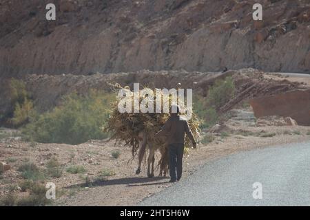 AIT BENHADDOU, MAROCCO - 22 NOVEMBRE 2018 uomo e asino con Alfalfa sulla strada nelle montagne dell'Alto Atlante Foto Stock