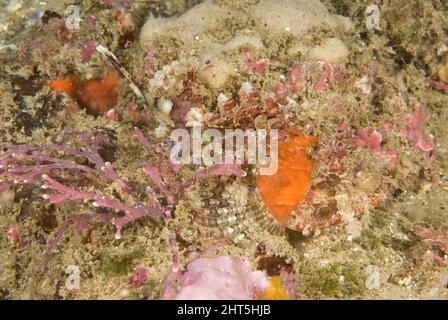 Merluzzo rosso (scorpionfish cardinale, scorpionfish rosso orientale) Scorpaena cardinalis Un mimetizzazione quasi perfetto contro il substrato. Red Rock Cod CAN Foto Stock