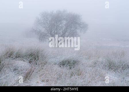 Winter scenery with plants in the wind on a foggy day Foto Stock