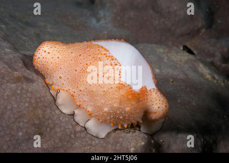 Cowrie di uova Costellate (Ovula costellata), simile nella forma alla cowry comune delle uova, ma solo circa la metà delle sue dimensioni. Isola solitaria di Spalato, Australia Foto Stock