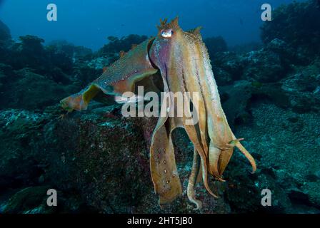 Seppie giganti australiane (seppia apama), grandi, abbondanti. Gli animali maturi sono spesso curiosi fino al punto di aggressione. Parco marino delle Isole solitarie. Foto Stock