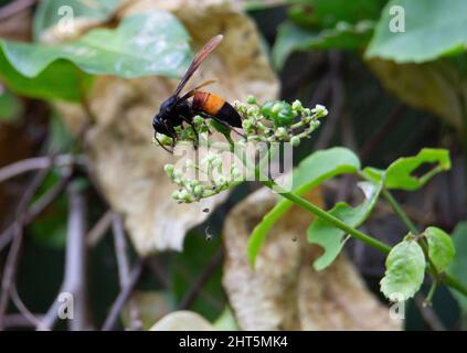 una vespa nera e arancione che si nuance di fiori tropicali Foto Stock