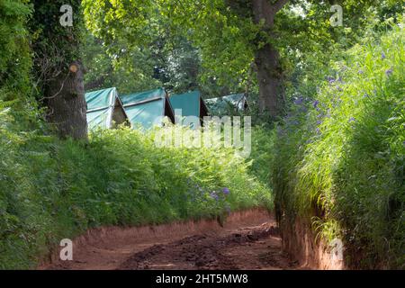 una strada di fattoria marrone con pollo capisce l'altro lato di una siepe verde con alberi sullo sfondo Foto Stock
