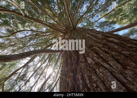 Albero di sequoia (Sequoiadendron giganteum, Bergmammutbaum). Enorme pianta monumentale con tronco spesso e molti rami. Sunstar. Vista dall'alto. Foto Stock