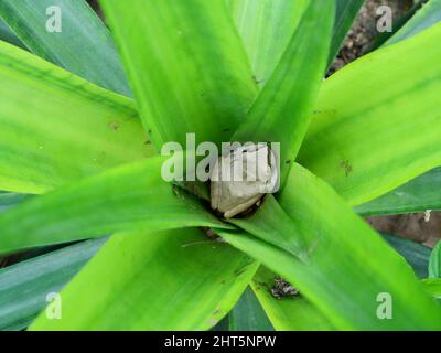 Comune Frog albero nascosto su foglia verde di ananas pianta, anfibi nella foresta naturale e piantagione in Thailandia Foto Stock