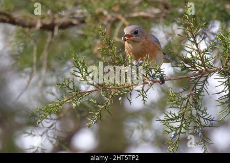 Closeup shot di un simpatico bluebird orientale arroccato su un pino che tiene un mirtillo con un becco Foto Stock