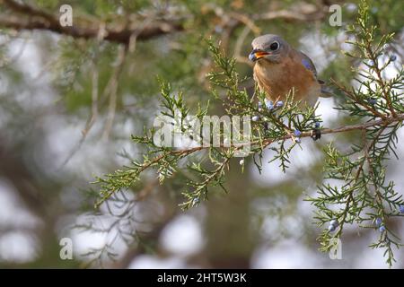 Closeup shot di un simpatico bluebird orientale arroccato su un pino che tiene un mirtillo con un becco Foto Stock