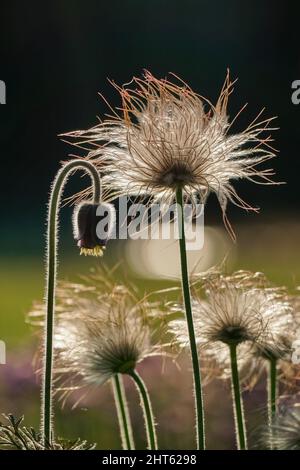 Semi di piuma del fiore di Pasque in primavera, primo piano, Pulsatilla vulgaris Foto Stock