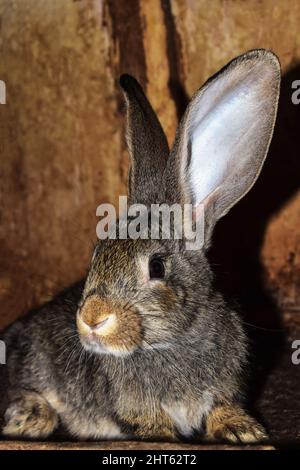 Il coniglio grigio con le orecchie grandi si siede e guarda la fotocamera. L'ombra dell'animale è visibile sulla parete marrone. Allevamento di conigli. Primo piano. Selettivo per Foto Stock