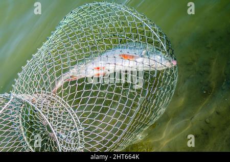 Pesce di fiume catturato in corda intrecciata. Foto Stock