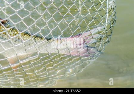 Pesce di fiume catturato in corda intrecciata. Foto Stock