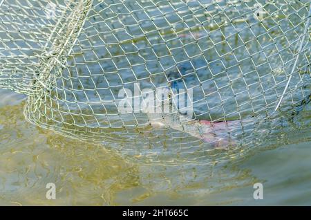 Pesce di fiume catturato in corda intrecciata. Foto Stock