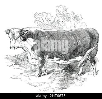 Premio bestiame al Royal Agricultural Society's Show, a Exeter - Hereford - Classe I. - primo Premio, &#XA3;40, 1850. Da "Illustrated London News", 1850. Foto Stock