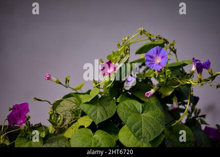 Il purpurpurea di Ipomoea (Gloria del mattino comune) in giardino Foto Stock