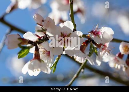 Fiore della stagione primaverile, fiore dell'albero di mandorle, fiore dell'albero di frutteto. Cielo blu sfondo, vista ravvicinata, giorno di sole Foto Stock
