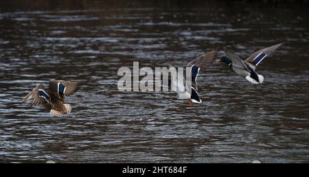 Anatre di Mallard che atterrano sulla superficie dell'acqua. Foto Stock