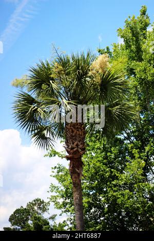Colpo ad angolo basso di un albero Sabale cresciuto contro il cielo nuvoloso Foto Stock